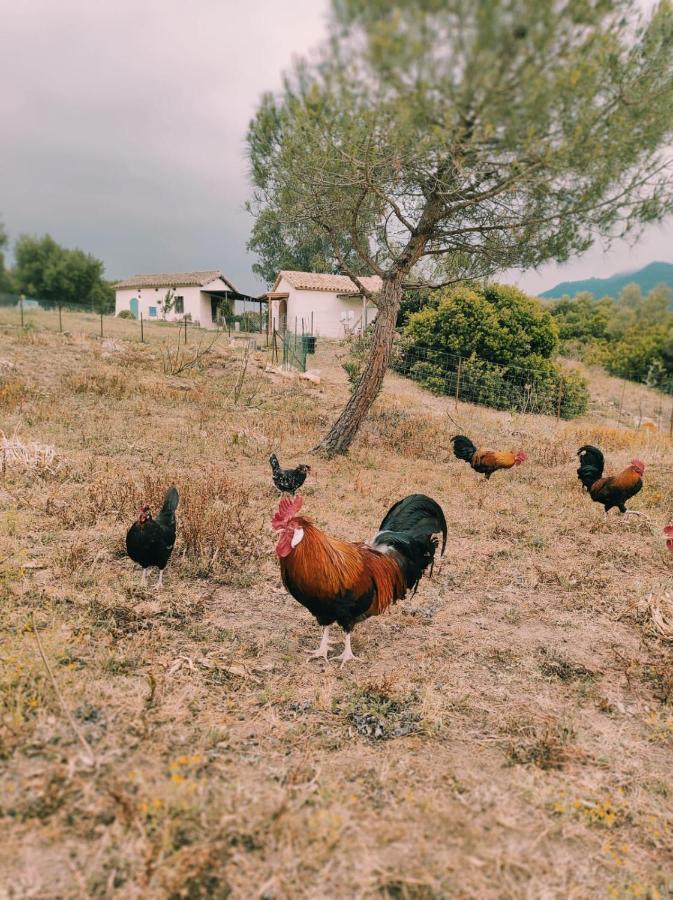Complejo Rural Del Molino Dorado Βίλα Facinas Εξωτερικό φωτογραφία