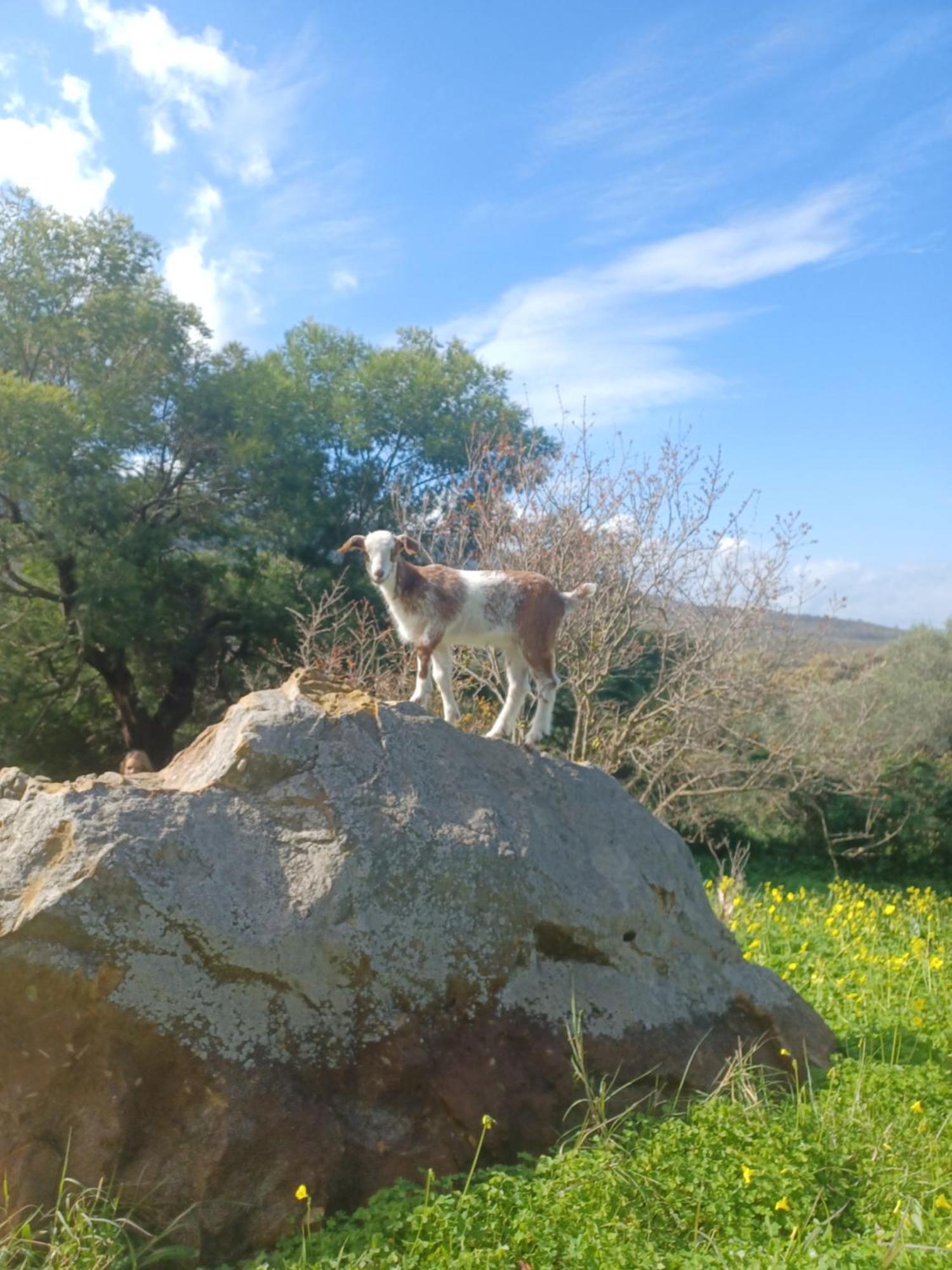 Complejo Rural Del Molino Dorado Βίλα Facinas Εξωτερικό φωτογραφία