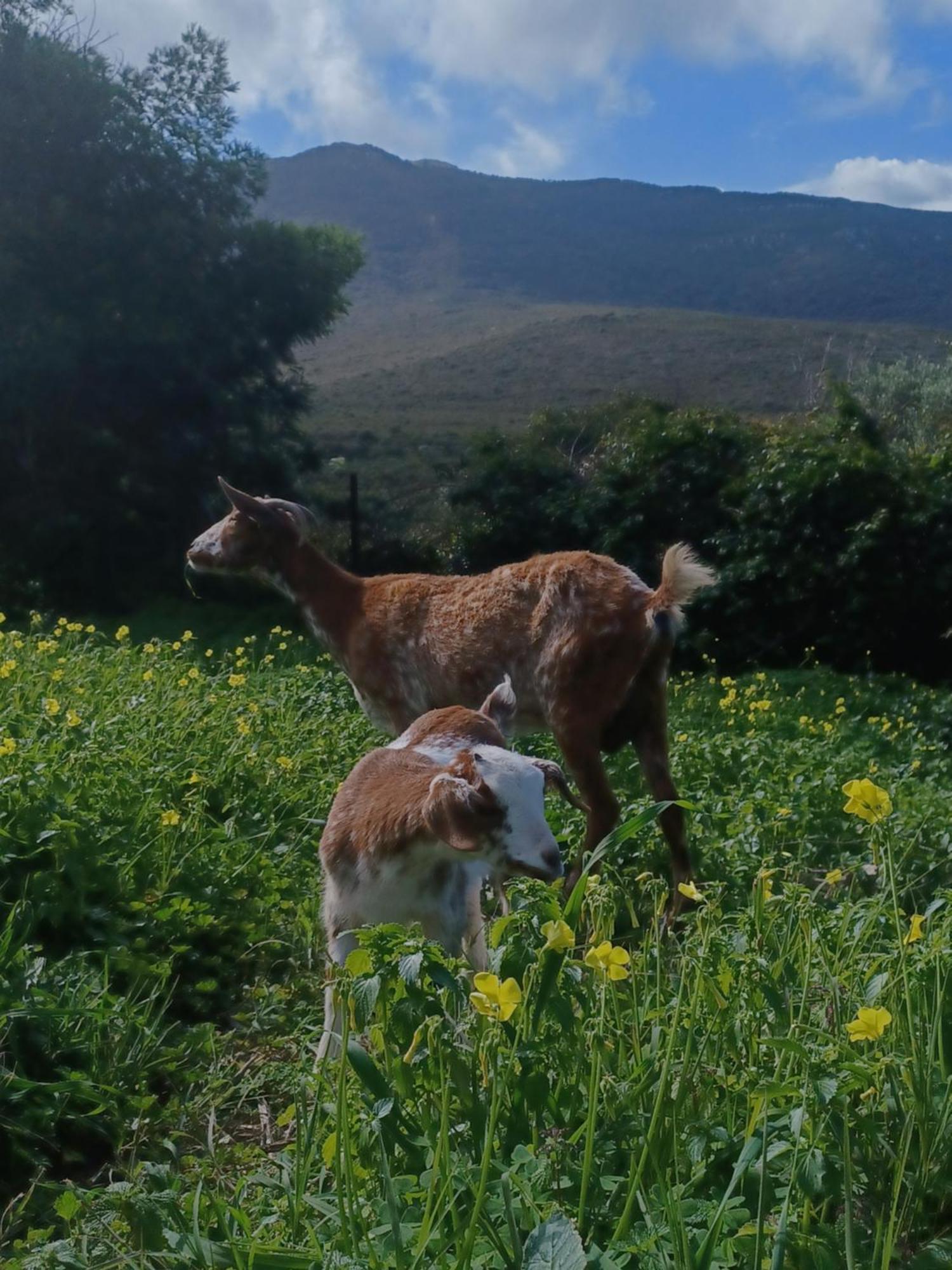 Complejo Rural Del Molino Dorado Βίλα Facinas Εξωτερικό φωτογραφία
