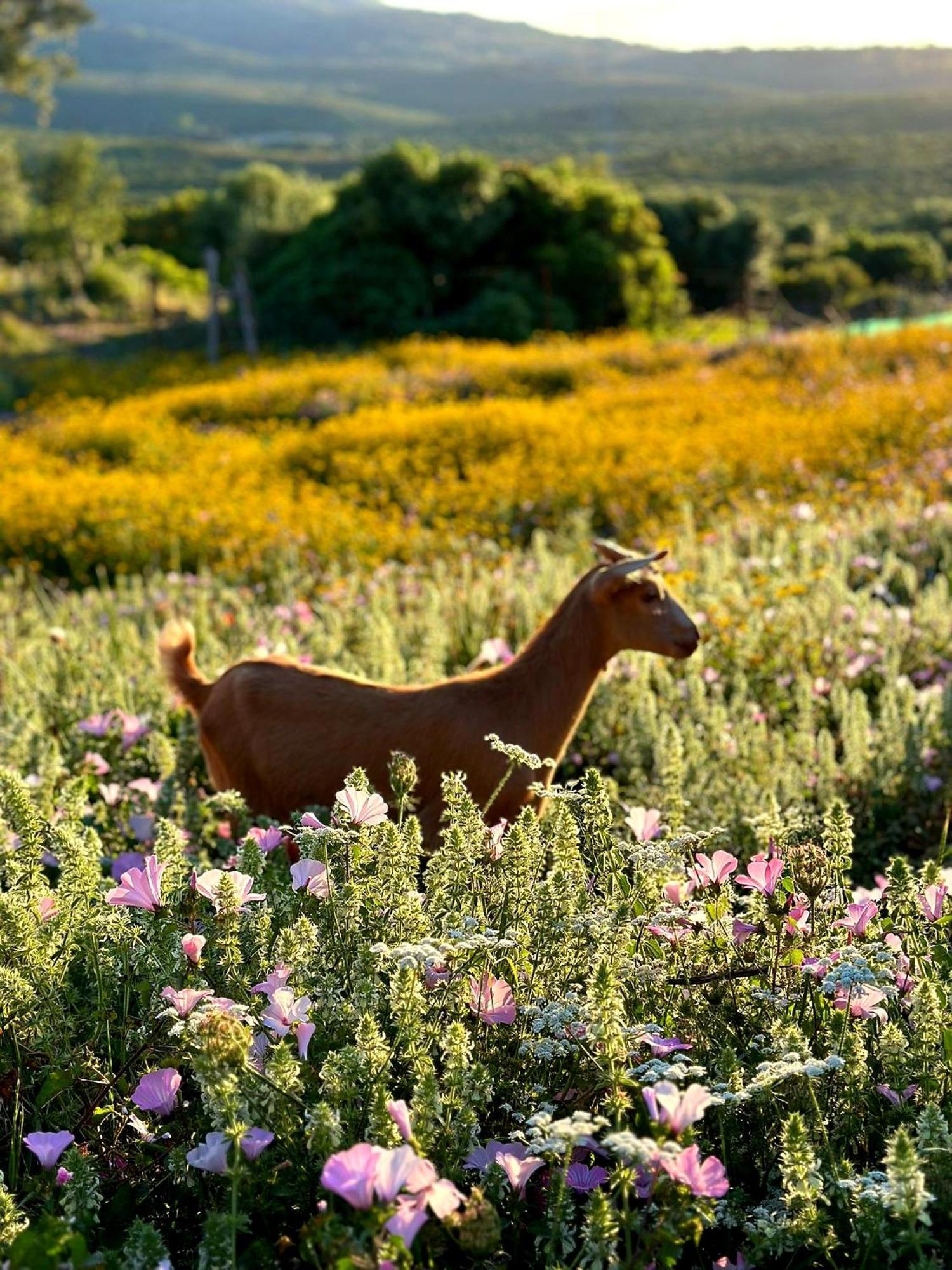 Complejo Rural Del Molino Dorado Βίλα Facinas Εξωτερικό φωτογραφία