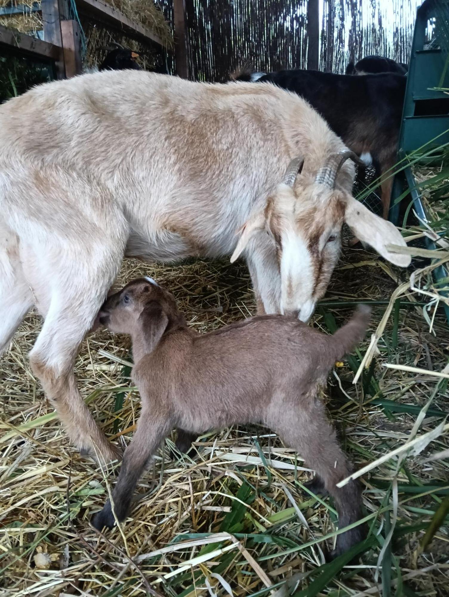 Complejo Rural Del Molino Dorado Βίλα Facinas Εξωτερικό φωτογραφία